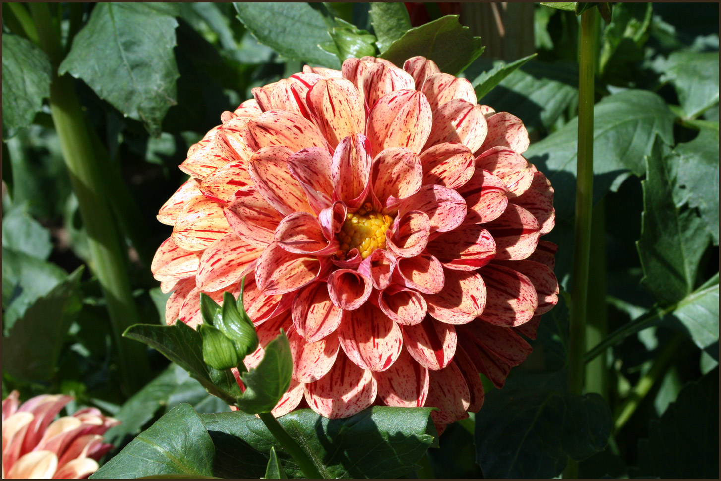 Dahlia Arabian Night